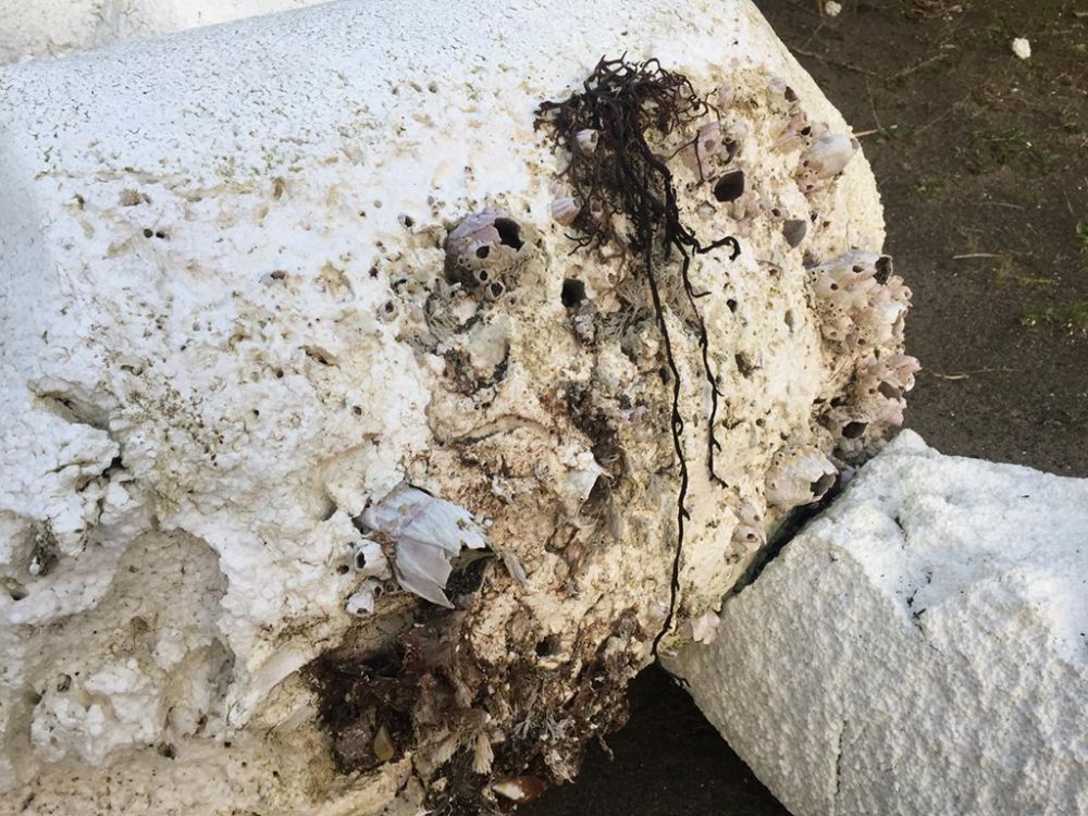 El plumavit es uno de los plásticos que se encuentran hoy en las playas de nuestro país, poliestireno utilizado principalmente para procesos industriales y que podría ser reciclado por medio de procesos químicos.